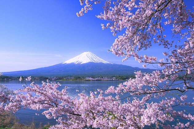 Những điểm ngắm hoa anh đào đẹp nhất Nhật Bản