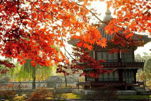 Du lịch mùa thu ngắm cảnh đẹp tại Hàn Quốc