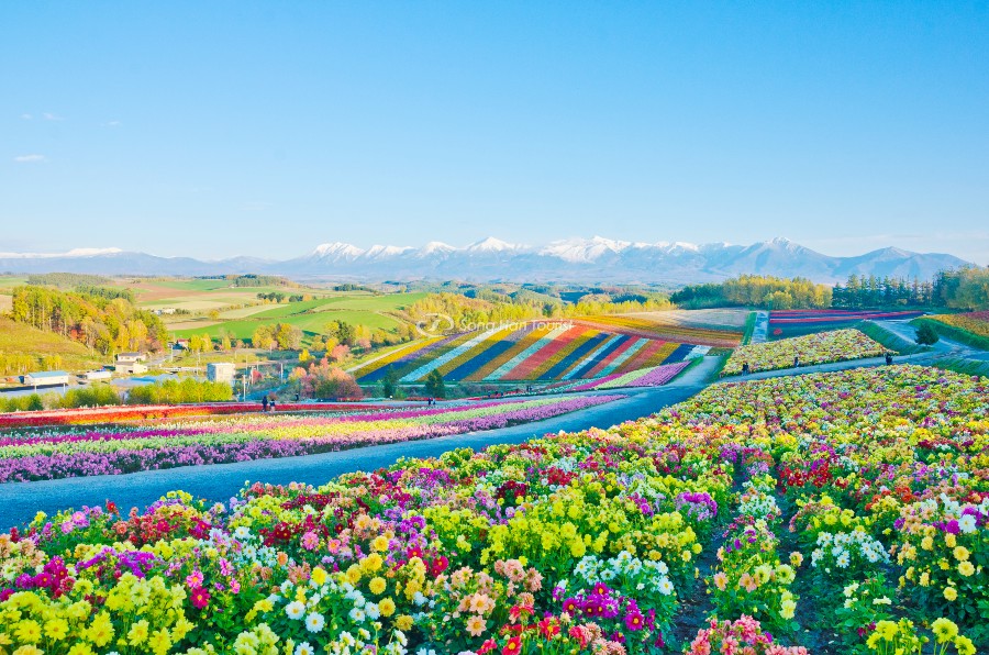 Cánh đồng hoa Furano top 12 điểm du lịch Nhật Bản